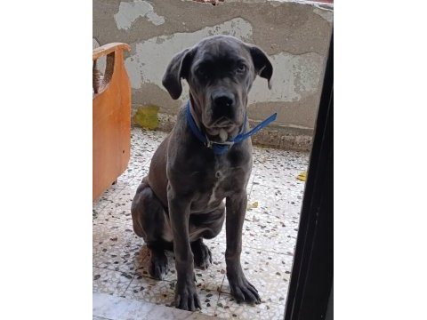 Safkan aa++ cane corso istanbul