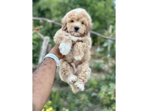 Maltipoo yavruları