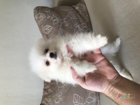 Pomeranian boo beyaz yavrum balıkesir