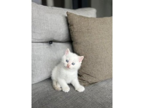 Brıtısh shorthair red point yavrularım 