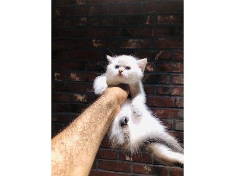 Safkan british shorthair