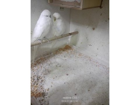 Jumbo albino çifti muhabbet kuşu