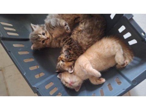 British longhair yavru