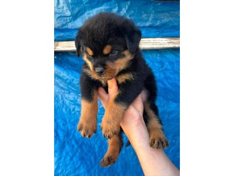 A şecereli rottweiler yavrular