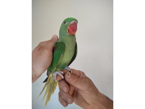 İskender papağanı bebek