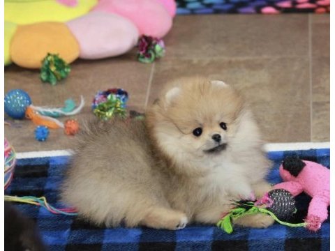 Pomeranian boo köpekleri