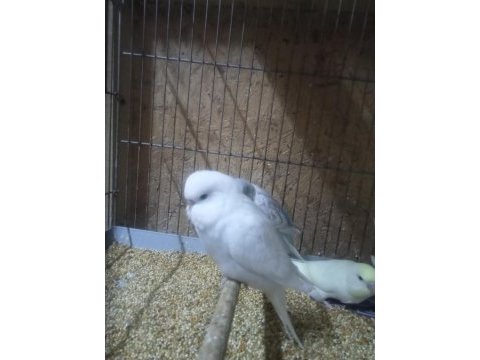 Çekoslovak muhabbet kuşlar
