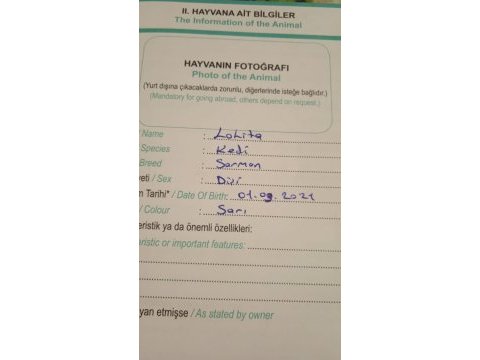 1.5 yaşında dişi sarman