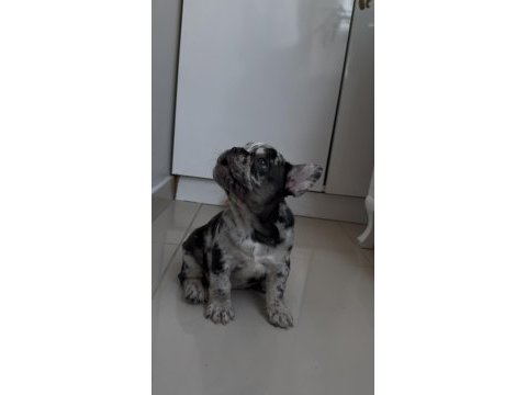 Kusursuz güzellikte french bulldog