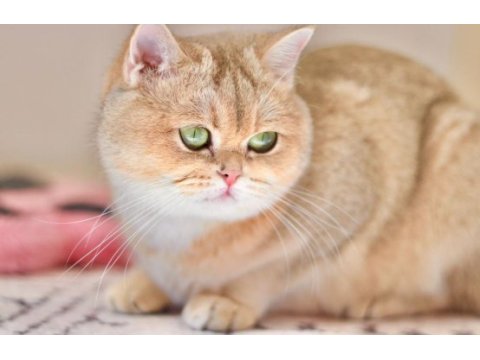 3.5 yaşında british shorthair kedisi
