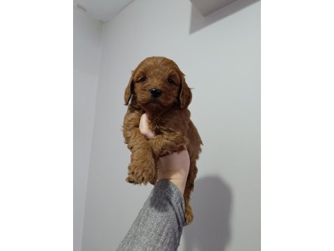 Maltipoo yavrularımız