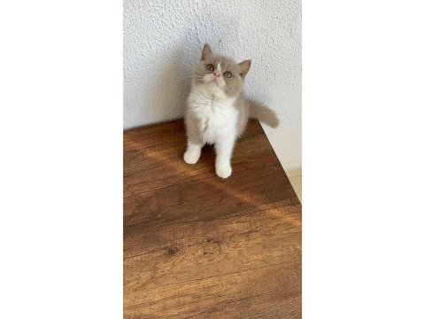 British shorthair fawn bicolor
