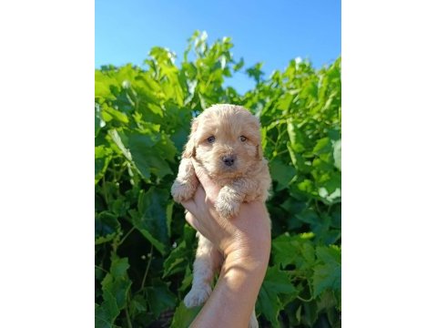 Maltipoo bebeklerim