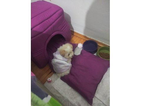 Maltipoo yavru