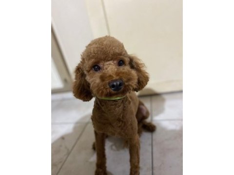 Siyah inci morkie ler