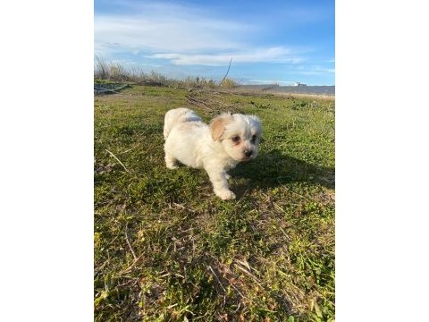 Irk ve sağlık garanti orjinal maltipoo bebeğimiz