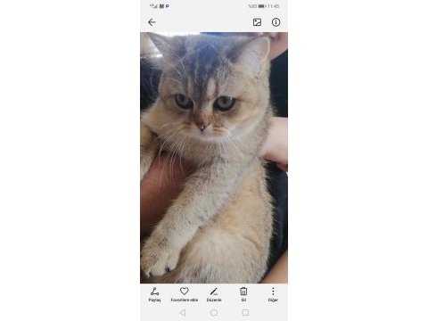 British shorthair bal küpüm