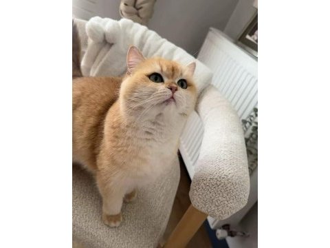 Golden british shorthair yavrular