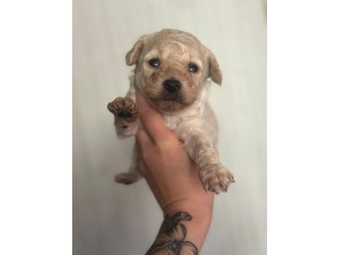 Garantili toy poodle bebekler