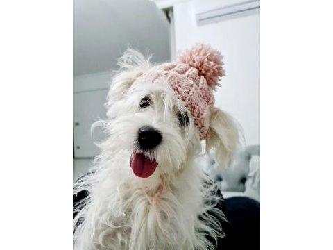Maltese köpeğimize sıcak bir yuva