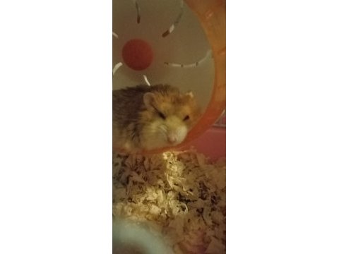 Gonzalez hamster sütlü kahve