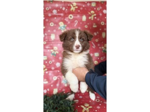 Zeka sadakat ve enerji border collie yavruları