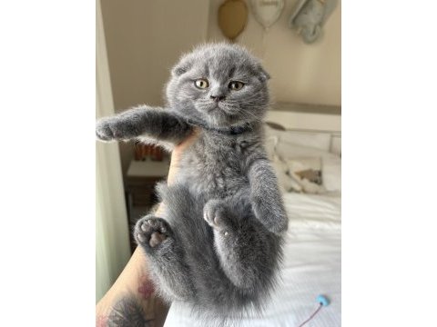 Top kafa scottish fold yavrumuz