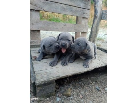 A kalite cone corso blue 2 aylık