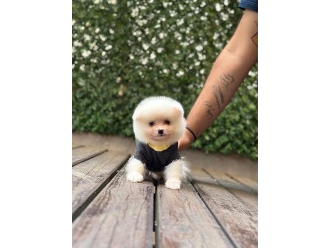 Pomeranian boo yavru