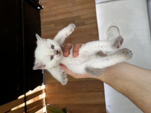 Son 2 bebiş kedimiz