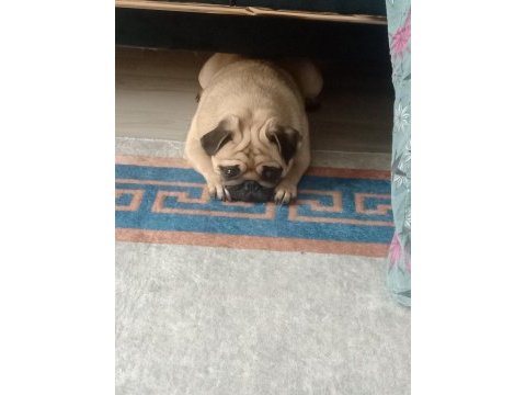 Pug köpeğimiz
