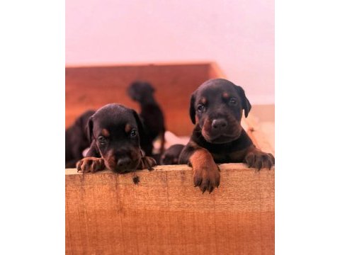 Estetikli ve estetiksiz doberman bebekler