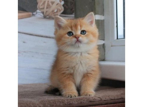 British shorthair yavruları