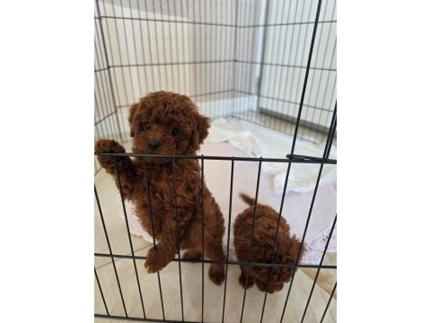 Poodle akademiden köpekler