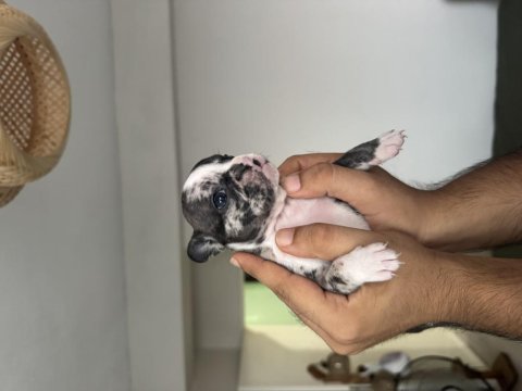 Fransız bulldog yavruları renk cümbüşü
