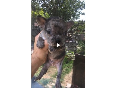 Tombik french bulldog merleler yuvadan uçmaya hazır
