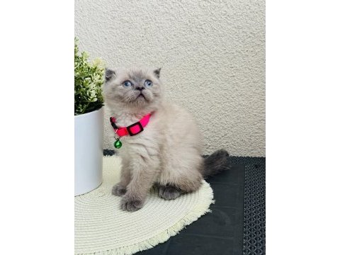 Scottish fold bluepoint