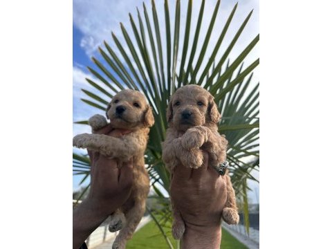 Toy poodle yavrularımız