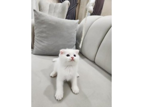 Pamuk scottish fold bebek