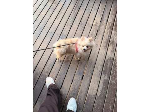 8 aylık dişi pomeranian yavrumuz