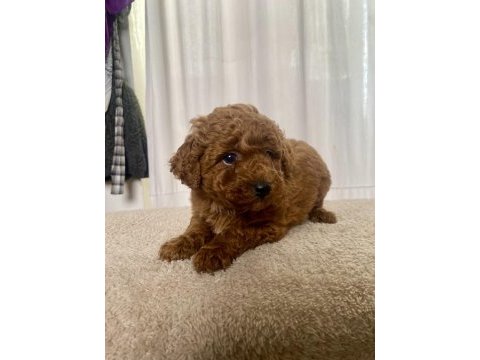Mini boy red toy poodle kızımız