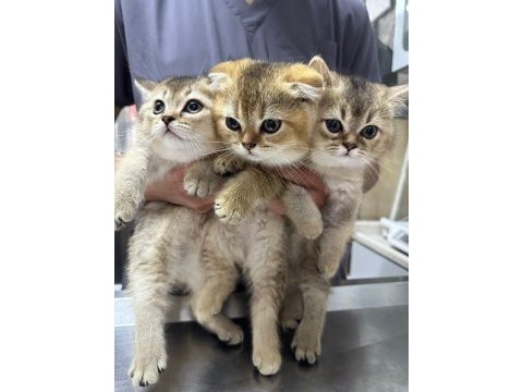 Safkan gold scottish fold yavrular anne baba şecerelidir