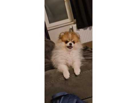 3 ay dişi pomeranian