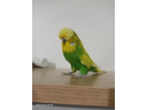 Jumbo yetişkin erkek muhabbet kuşu
