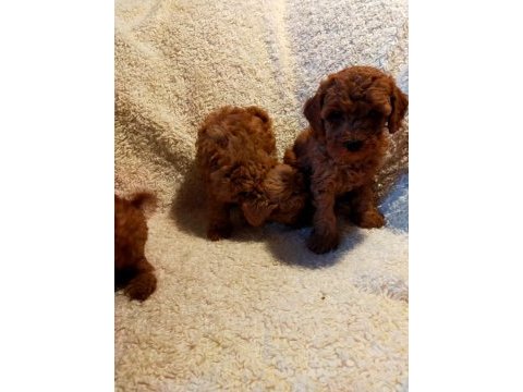 Safkan aşılı pasaportlu toy poodle yavrularımız