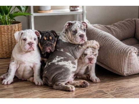 Üst düzey ingiliz bulldog yavrular