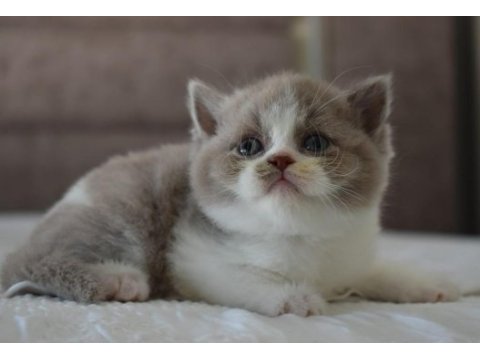 Muhteşem safkan british shorthair