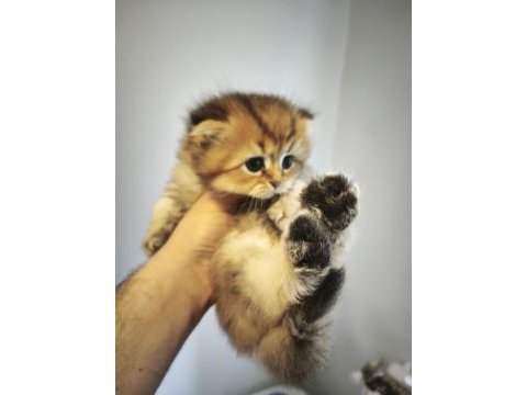 Mamaya düştüler safkan scottish fold yavrular