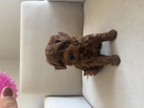 En küçük boy, gerçek red brown renginde poodle