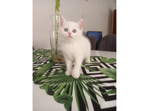 British shorthair süt beyaz